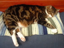 Head Cat 21