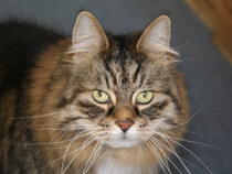 Head Cat 26