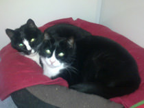 Flicker & Chappie